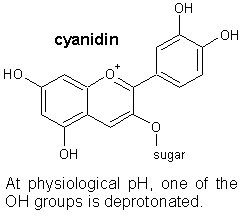 cyanidin as it is bound to a sugar in grape skins